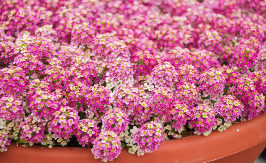 indoor plants that smell good