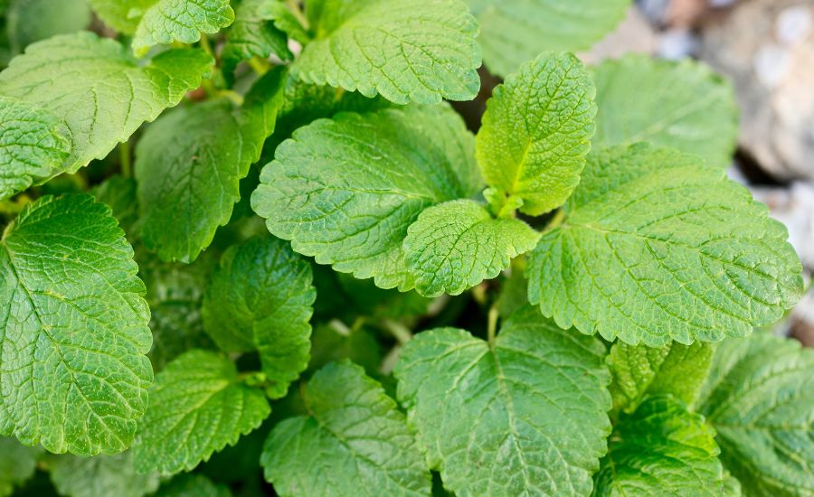 indoor plants that smell good